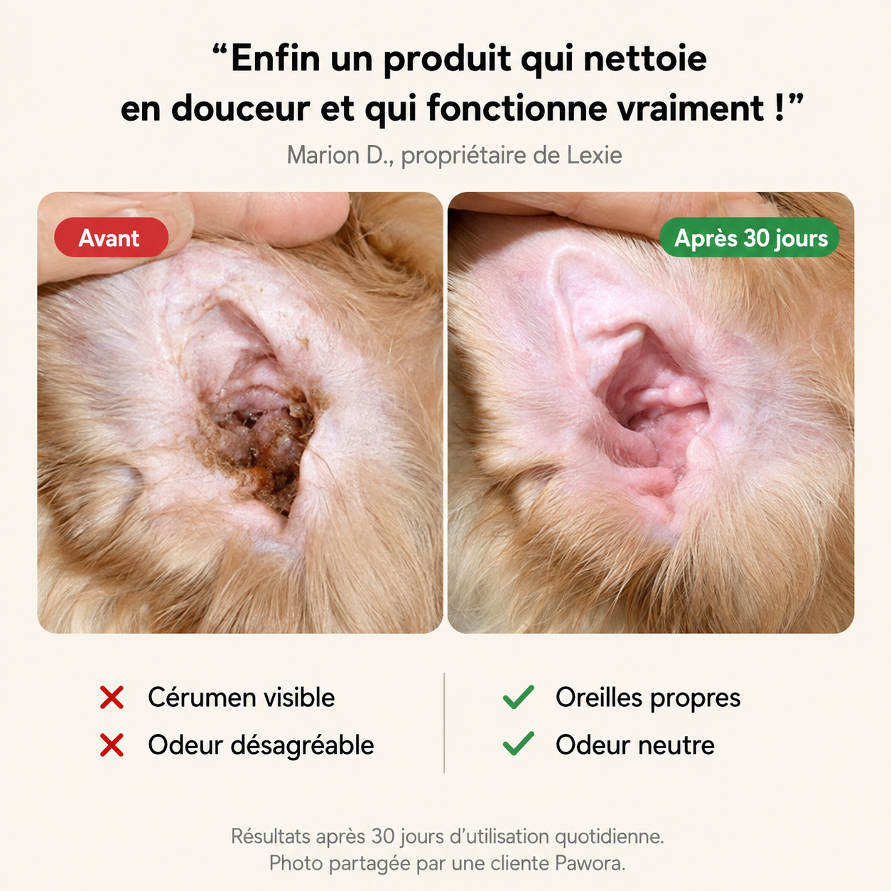 Soin Auriculaire Pour Chien