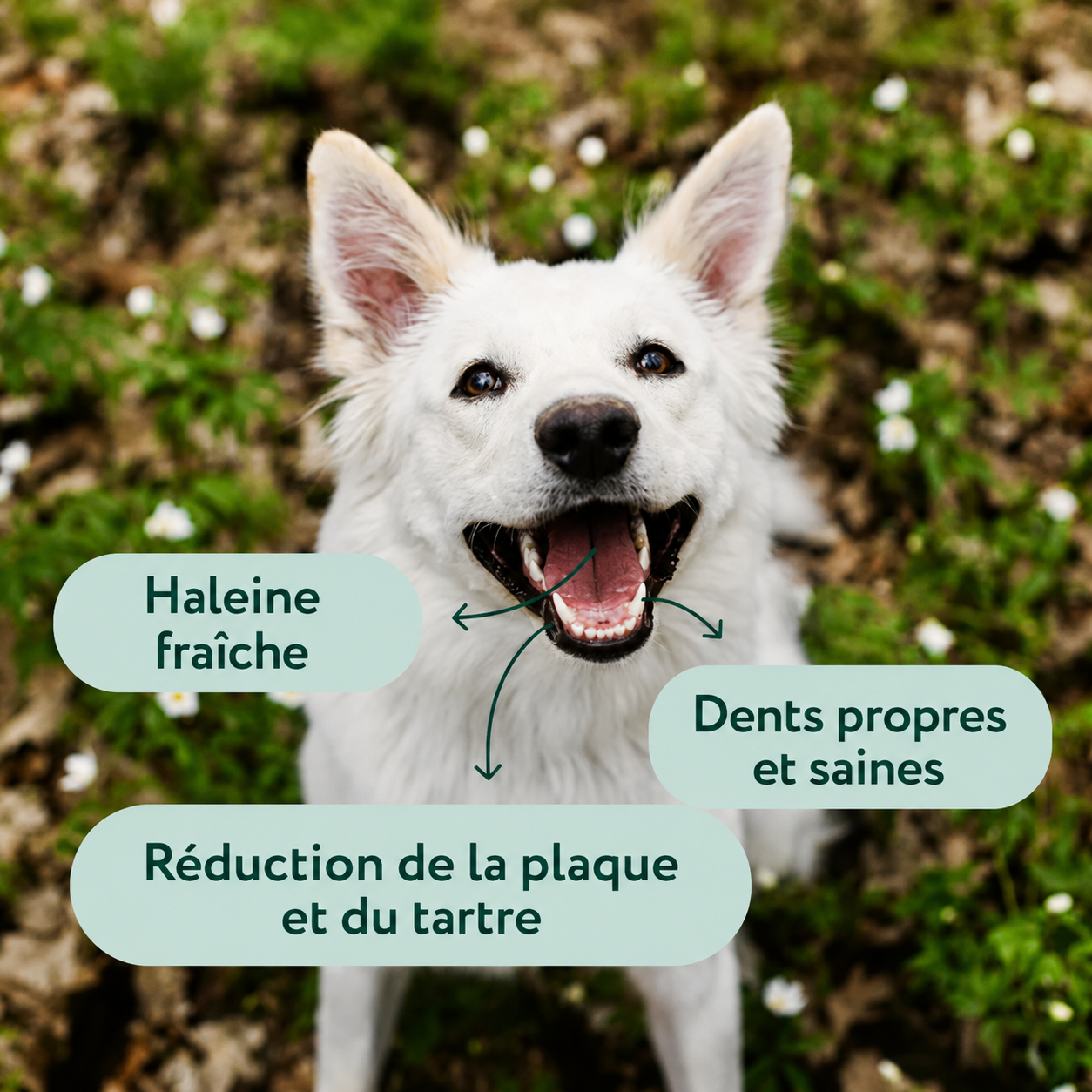 Spray Dentaire PureHaleine